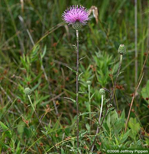 Virginia Thistle (Cirsium virginianum)