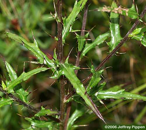 Virginia Thistle (Cirsium virginianum)