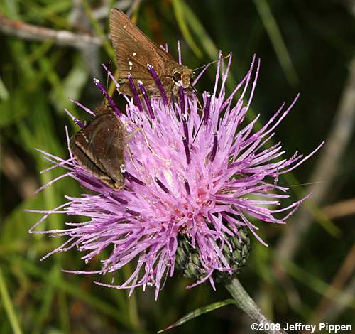 Virginia Thistle (Cirsium virginianum)