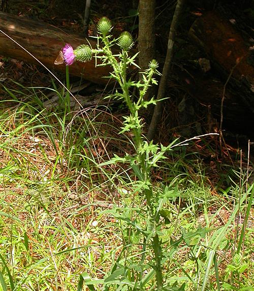 Bull Thistle (Cirsium vulgare)