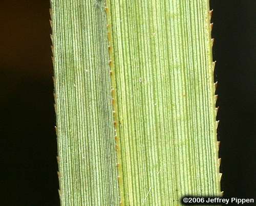 Sawgrass (Cladium jamaicense)