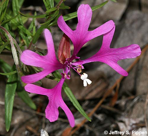 Pink Fairies, Ragged Robin (Clarkia pulchella)