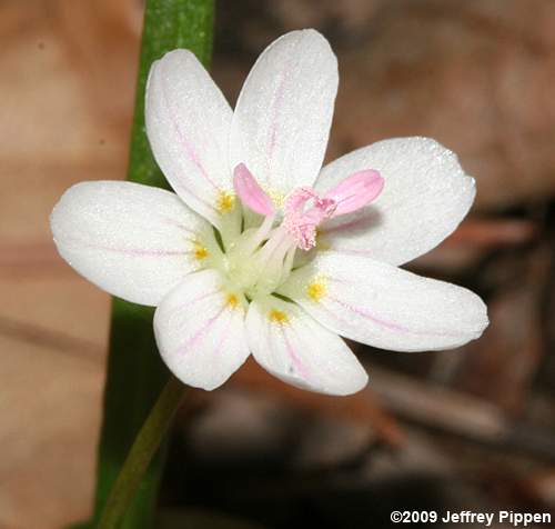 Eastern Spring Beauty, Virginia Spring Beauty (Claytonia virginica)