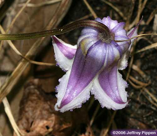 Swamp Leatherflower, Curly Clematis, Marsh Leatherflower, Southern Leatherflower, Blue Jasmine (Clematis crispa)