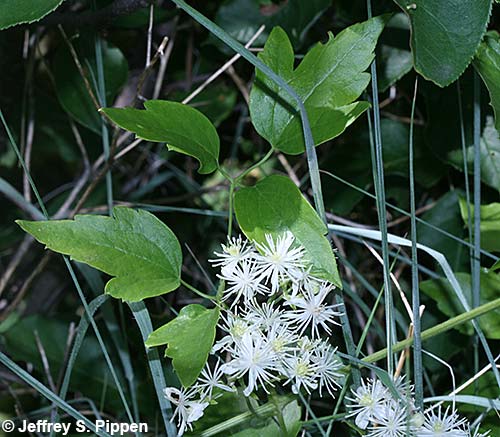 Western White Clematis, Virgin's Bower (Clematis ligusticifolia)