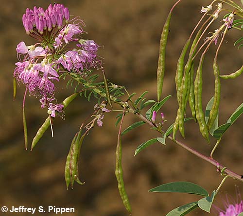 Rocky Mountain Beeplant (Cleome serrulata)