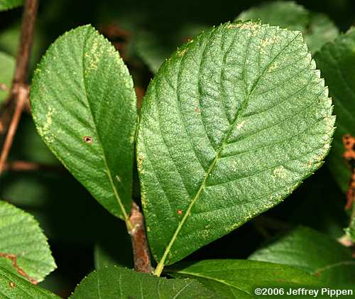 Coastal Sweet Pepperbush (Clethra alnifolia)