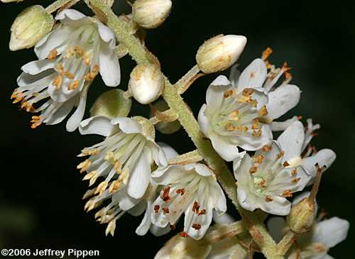 Coastal Sweet Pepperbush (Clethra alnifolia)