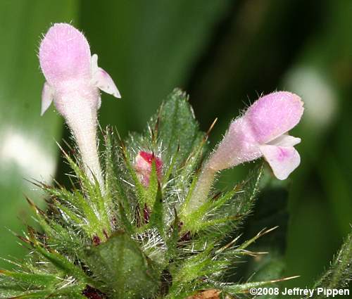 Wild Basil (Clinopodium vulgare)