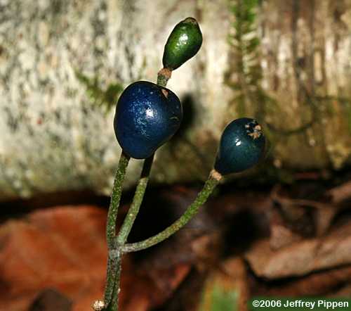 Bluebead Lily (Clintonia borealis)