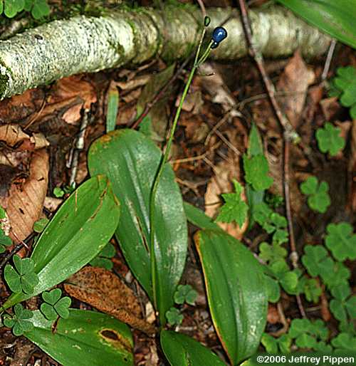 Bluebead Lily (Clintonia borealis)