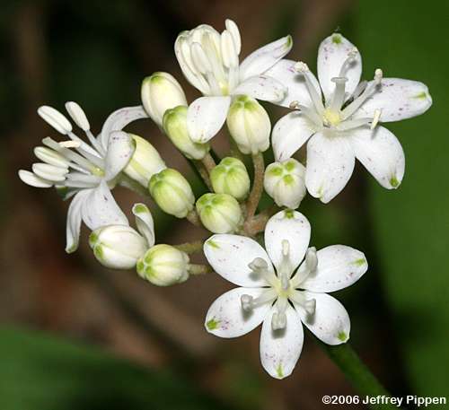 White Clintonia, Speckled Wood Lily (Clintonia umbellulata)