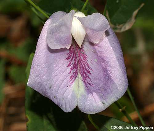 Butterfly Pea, Atlantic Pigeonwings (Clitoria mariana)