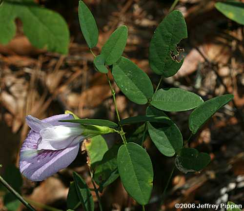 Butterfly Pea, Atlantic Pigeonwings (Clitoria mariana)