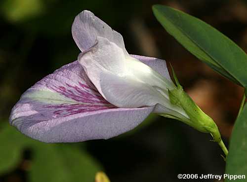 Butterfly Pea, Atlantic Pigeonwings (Clitoria mariana)