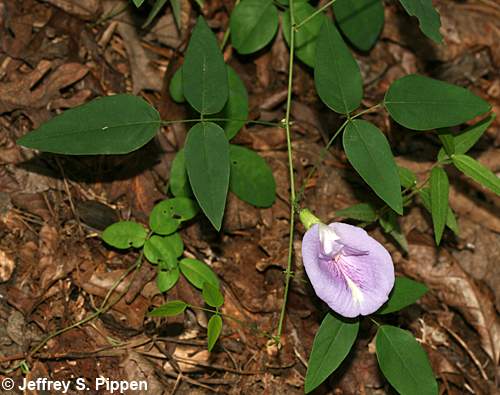 Butterfly Pea, Atlantic Pigeonwings (Clitoria mariana)