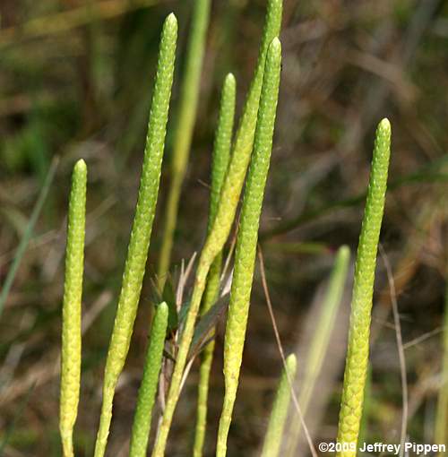 Slender Clubmoss, Slender False Bog-Clubmoss (Pseudolycopodiella carolinianum)