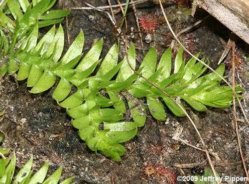 Slender Clubmoss, Slender False Bog-Clubmoss (Pseudolycopodiella carolinianum)