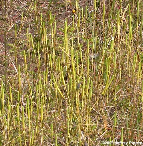 Slender Clubmoss, Slender False Bog-Clubmoss (Pseudolycopodiella carolinianum)