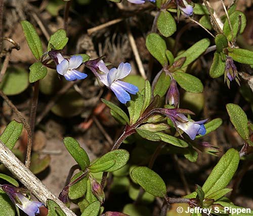 Maiden Blue-eyed Mary (Collinsia parviflora)