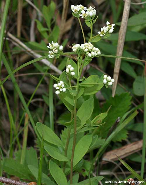 Bastard-toadflax (Comandra umbellata)