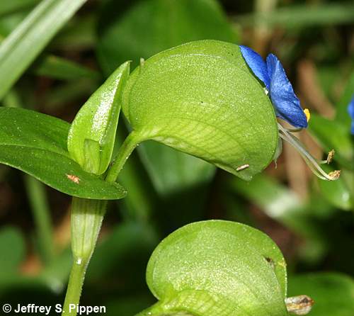 Asiatic Dayflower, Common Dayflower (Commelina communis)