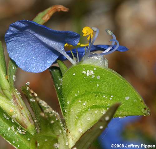 Whitemouth Dayflower, Slenderleaf Dayflower, Sand Dayflower (Commelina erecta var. angustifolia)