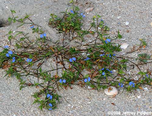 Whitemouth Dayflower, Slenderleaf Dayflower, Sand Dayflower (Commelina erecta var. angustifolia)