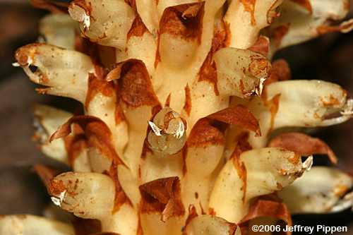 Squaw-root (Conopholis americana)