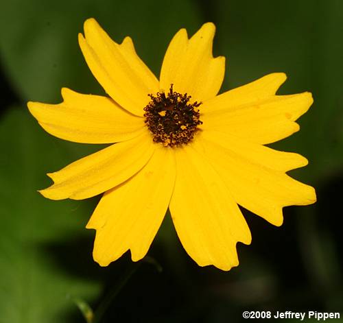 Swamp Tickseed, Beadle's Coreopsis (Coreopsis helianthoides)
