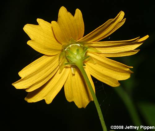 Swamp Tickseed, Beadle's Coreopsis (Coreopsis helianthoides)
