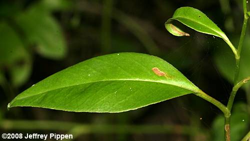 Swamp Tickseed, Beadle's Coreopsis (Coreopsis helianthoides)