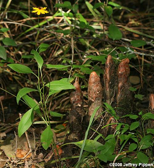 Swamp Tickseed, Beadle's Coreopsis (Coreopsis helianthoides)