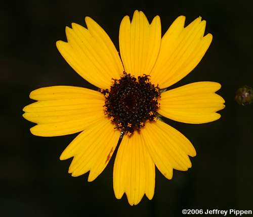 Texas Tickseed, Savanna Coreopsis (Coreopsis linifolia)