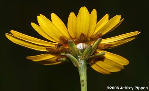 Texas Tickseed, Savanna Coreopsis (Coreopsis linifolia)