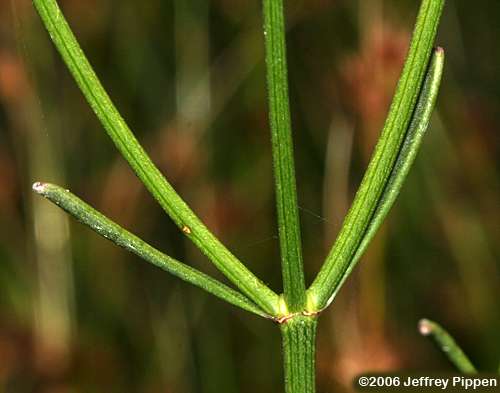 Texas Tickseed, Savanna Coreopsis (Coreopsis linifolia)