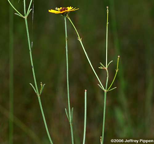 Texas Tickseed, Savanna Coreopsis (Coreopsis linifolia)