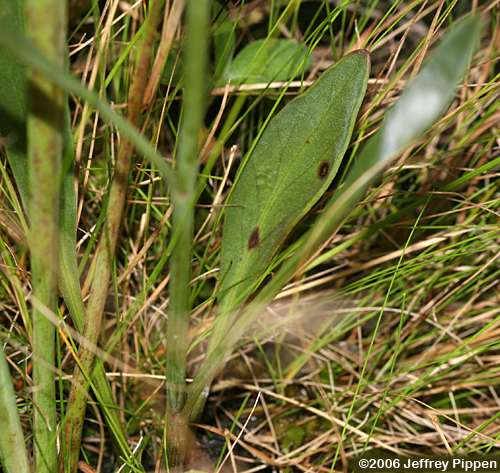 Texas Tickseed, Savanna Coreopsis (Coreopsis linifolia)