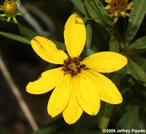 Great Tickseed, Whorled-leaf Coreopsis (Coreopsis major)
