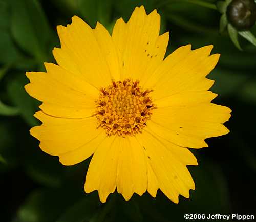 Coreopsis