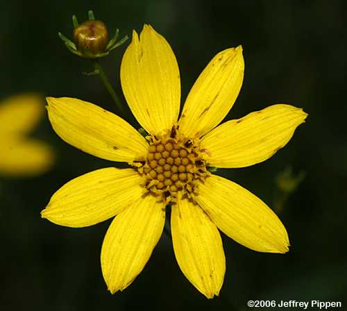 Threadleaf Tickseed (Coreopsis verticillata)