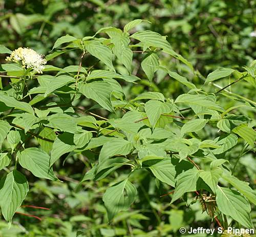 Alternate-leaf Dogwood, Pagoda Dogwood (Cornus alternifolia)