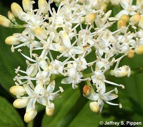 Alternate-leaf Dogwood, Pagoda Dogwood (Cornus alternifolia)