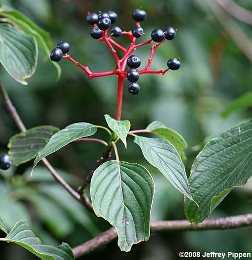Alternate-leaf Dogwood, Pagoda Dogwood (Cornus alternifolia)