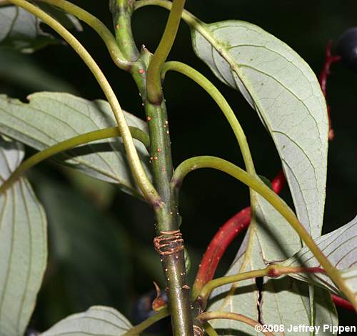 Alternate-leaf Dogwood, Pagoda Dogwood (Cornus alternifolia)