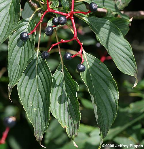 Alternate-leaf Dogwood, Pagoda Dogwood (Cornus alternifolia)