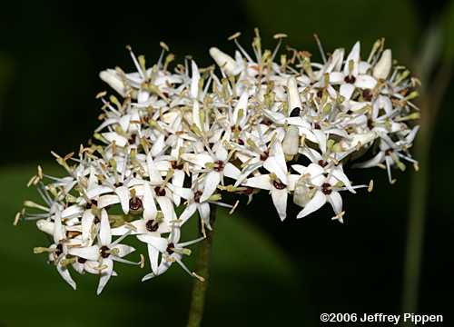 Silky Dogwood (Cornus ammomum)