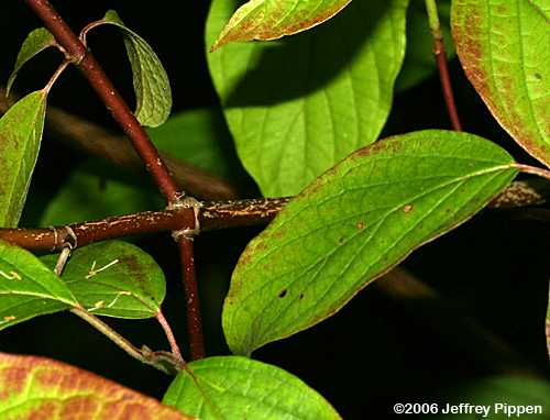 Silky Dogwood (Cornus ammomum)