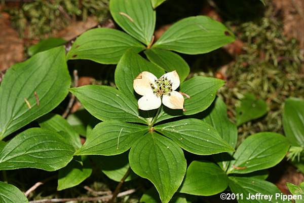 Bunchberry Dogwood, Dwarf Dogwood (Cornus canadensis)