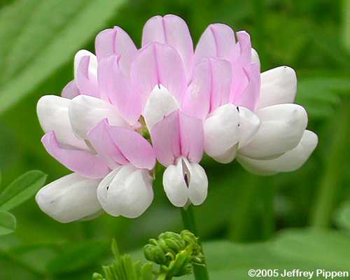 Crownvetch (Coronilla varia, Securigera varia)
